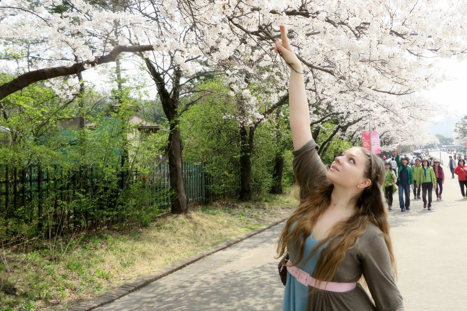 Cherry Blossom Festival ( April, 2015) 