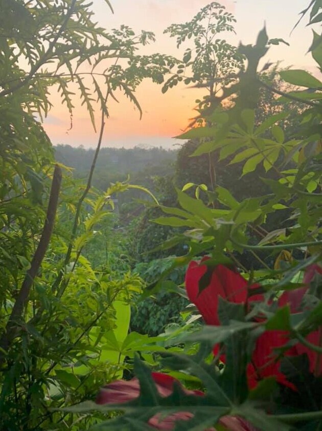 Lush Nature walk and meditation