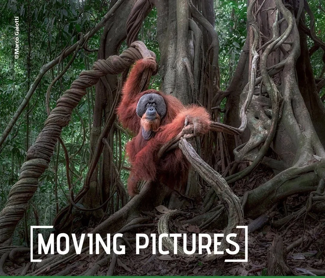 Moving pictures | 2025-2026