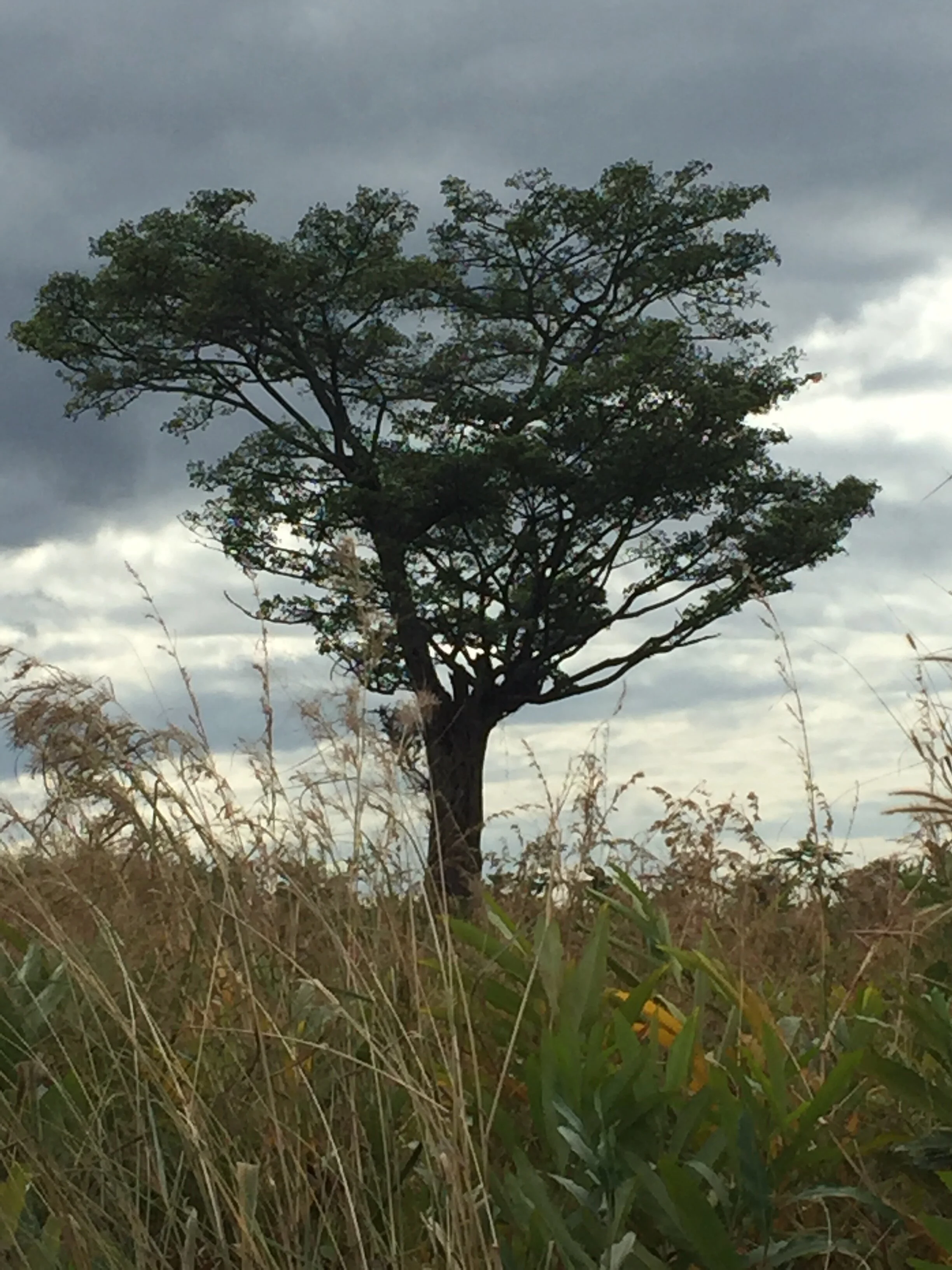 TESOL Kins tree pic.jpeg