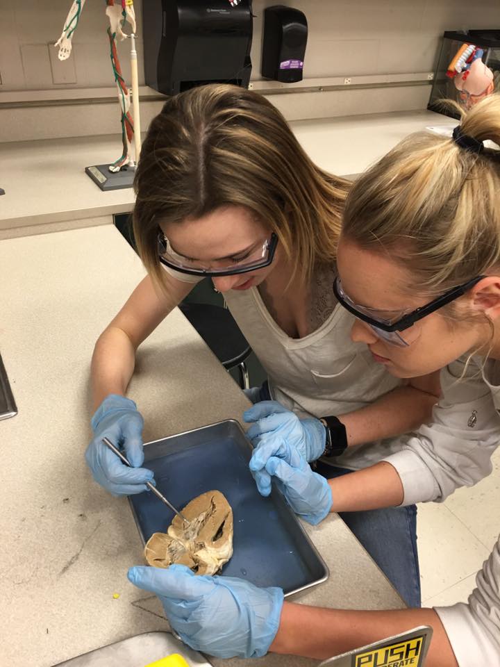 Students work together to dissect a sheep's brain.