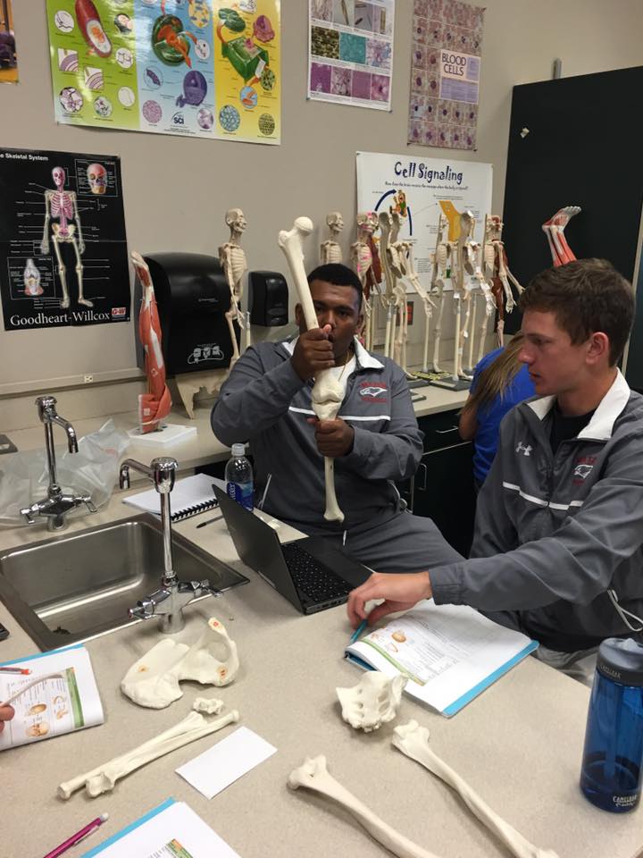 Anatomy student pieces replica bones together.