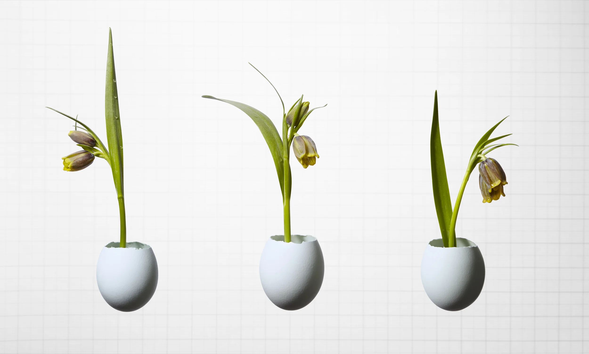 2018-03-04 Test Nests_0246-comp_1.jpg