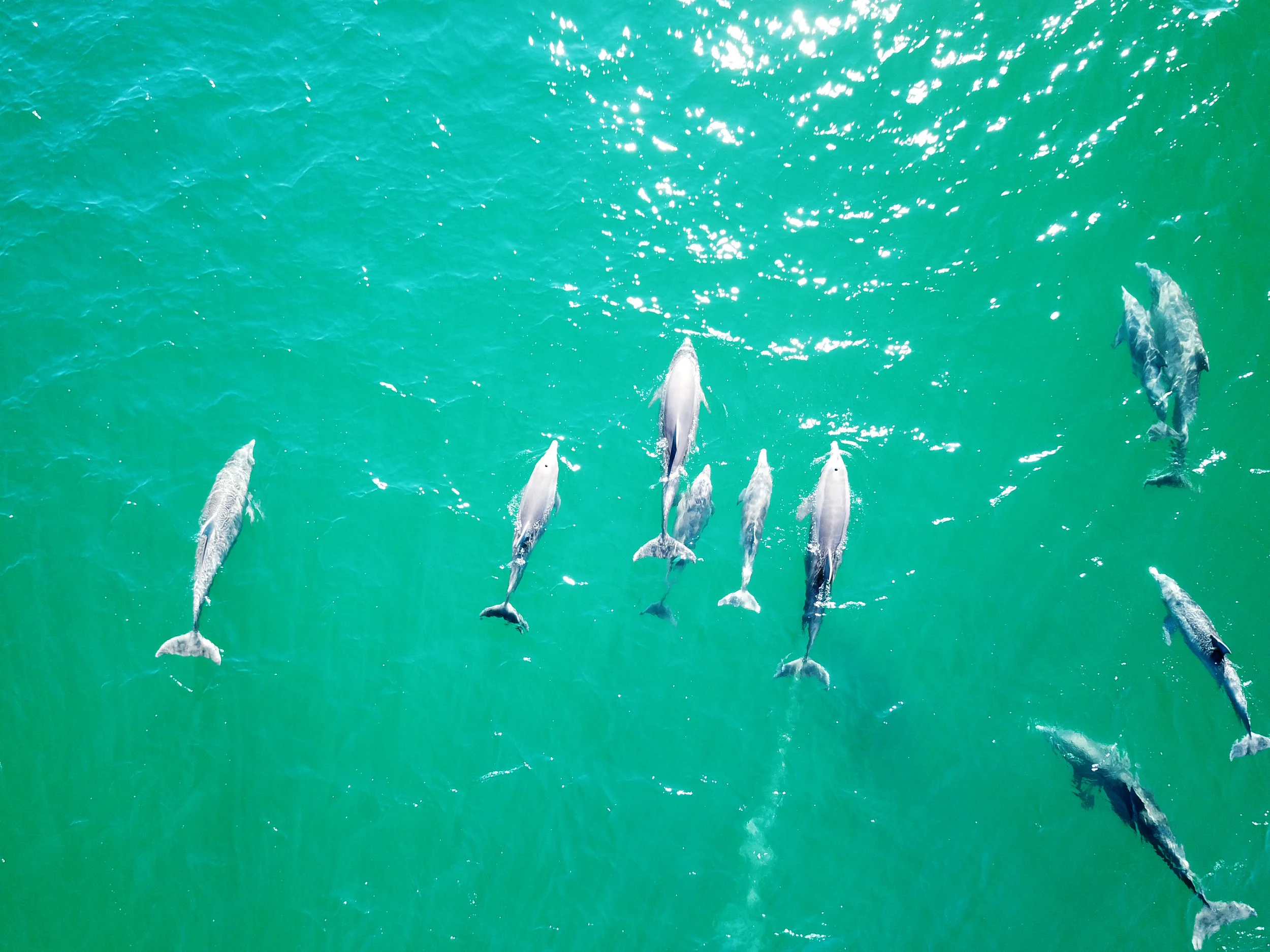 dolphinfamily2.jpg