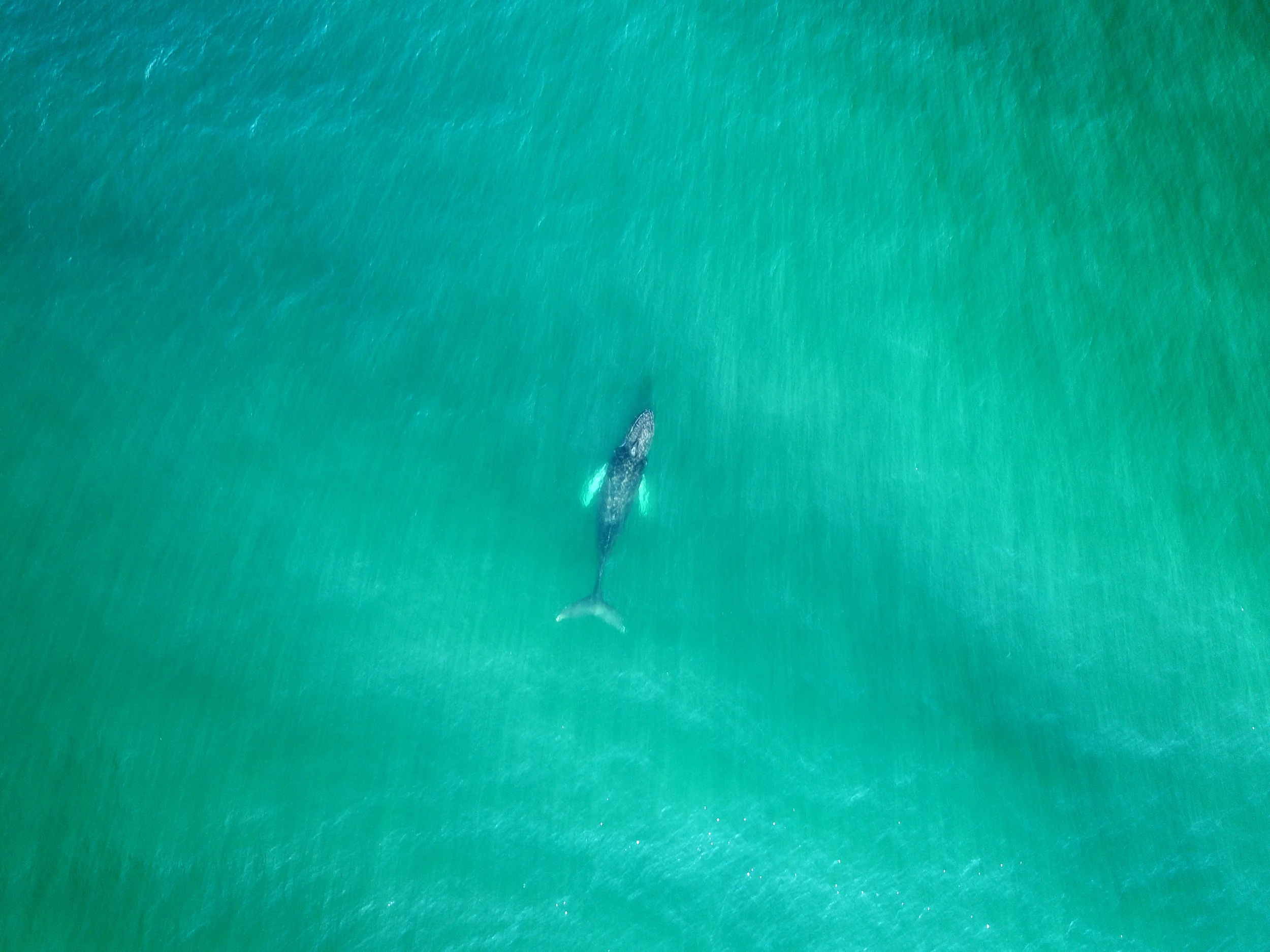 whale1.jpg