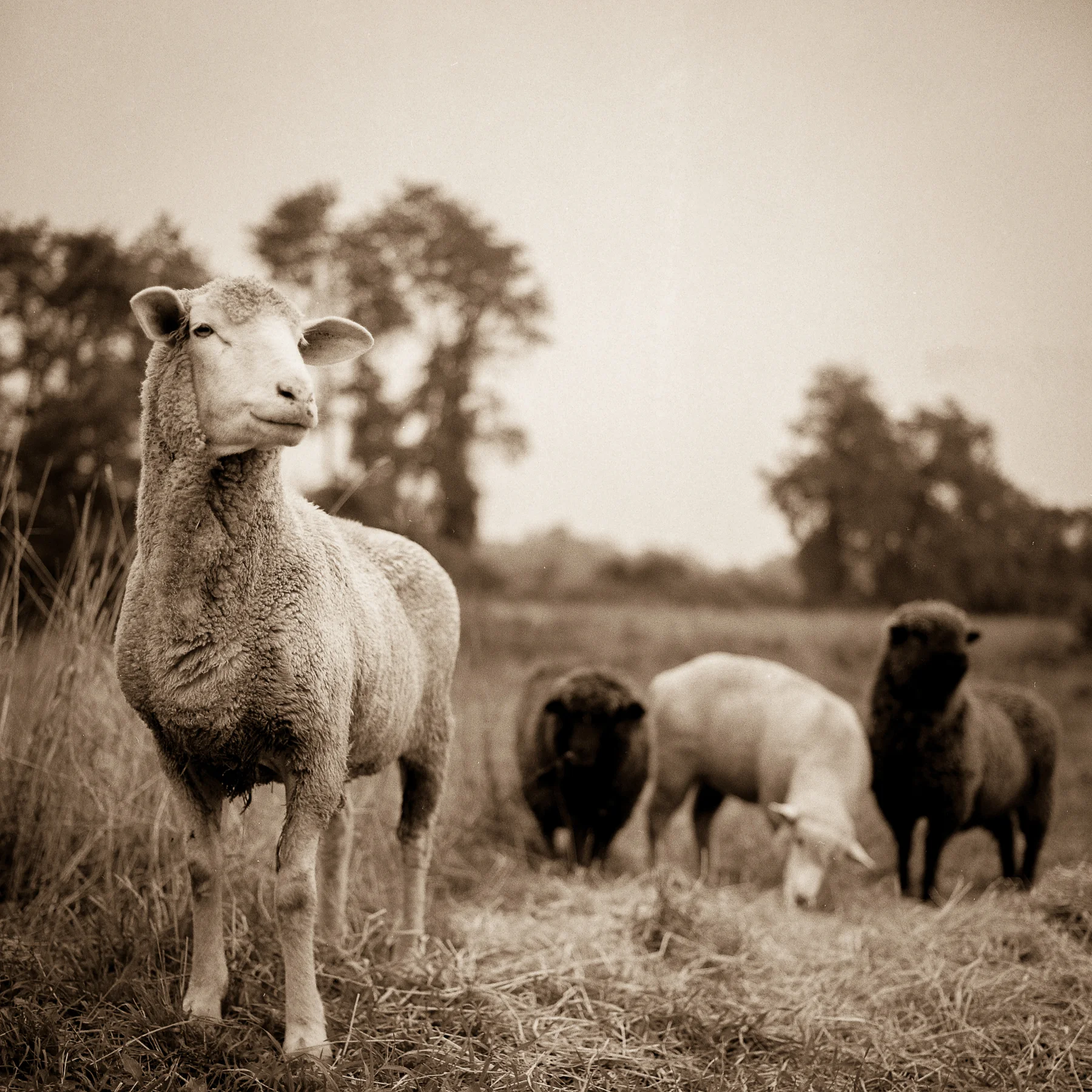 Sheep Art