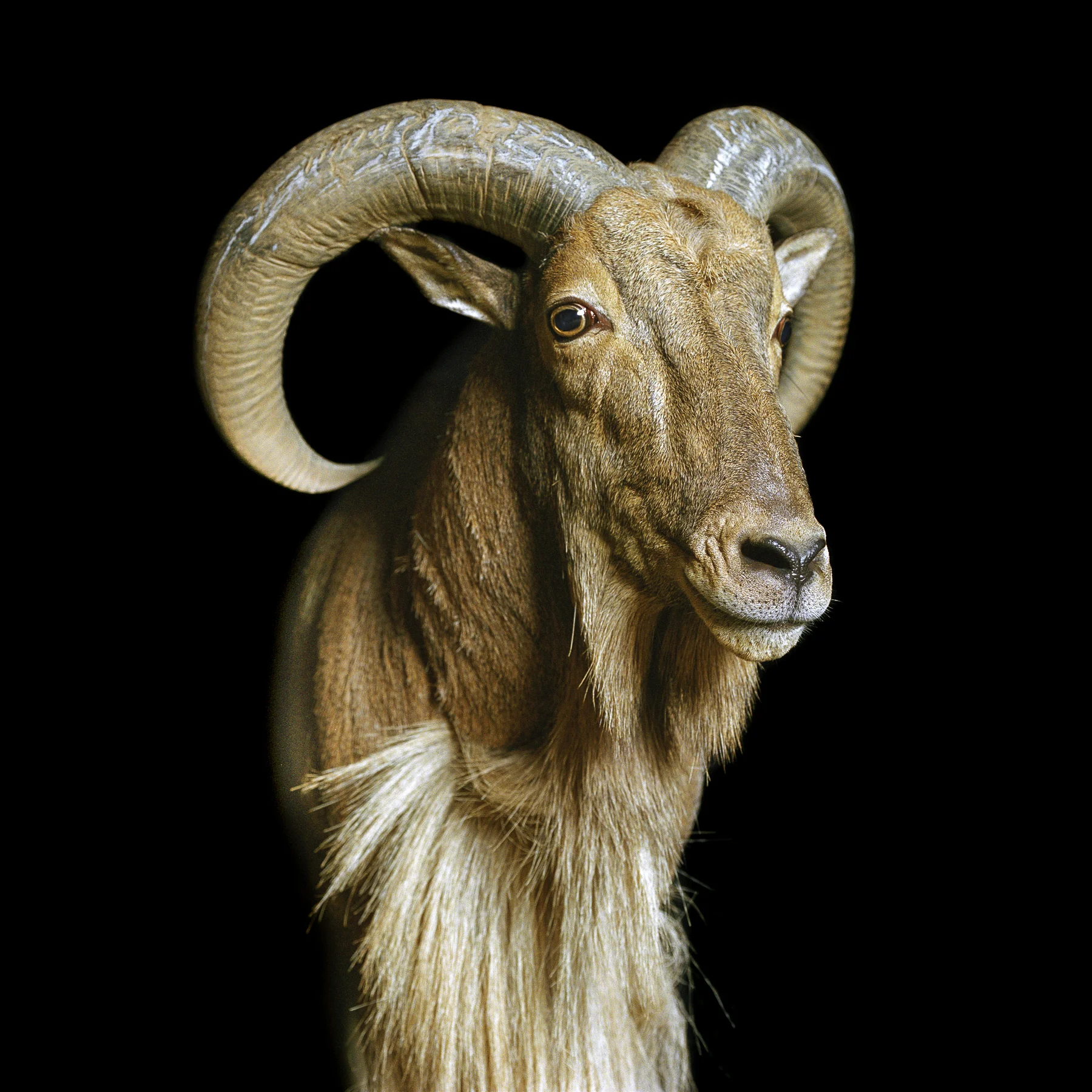 Ibex