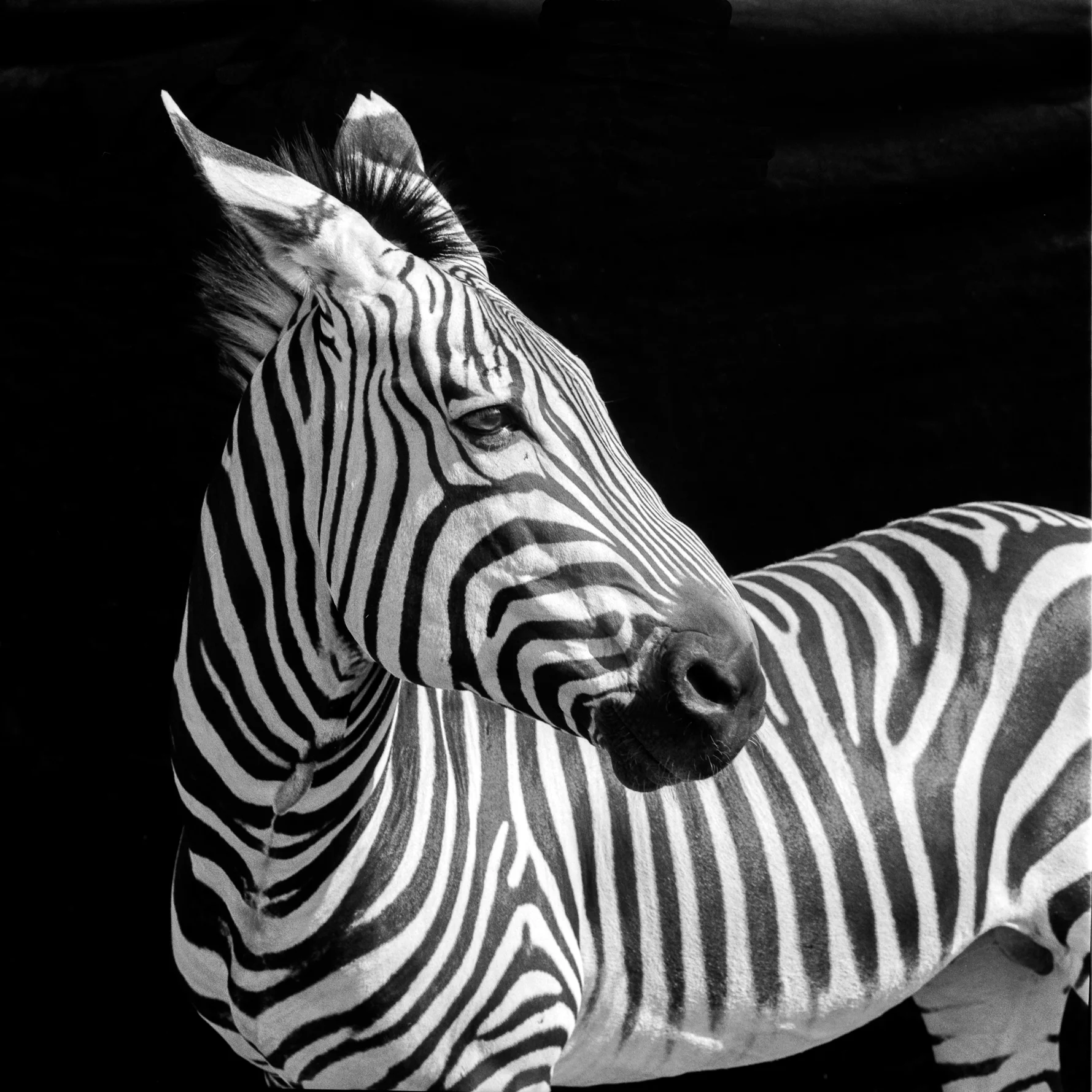 Zebra Art