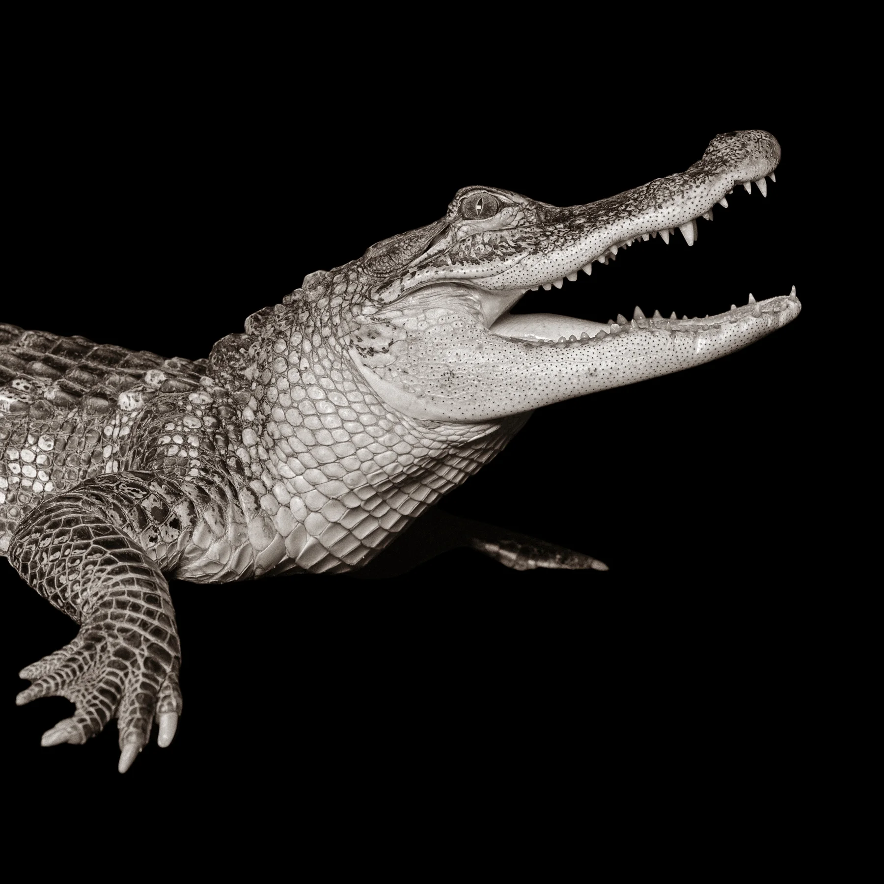 Alligator