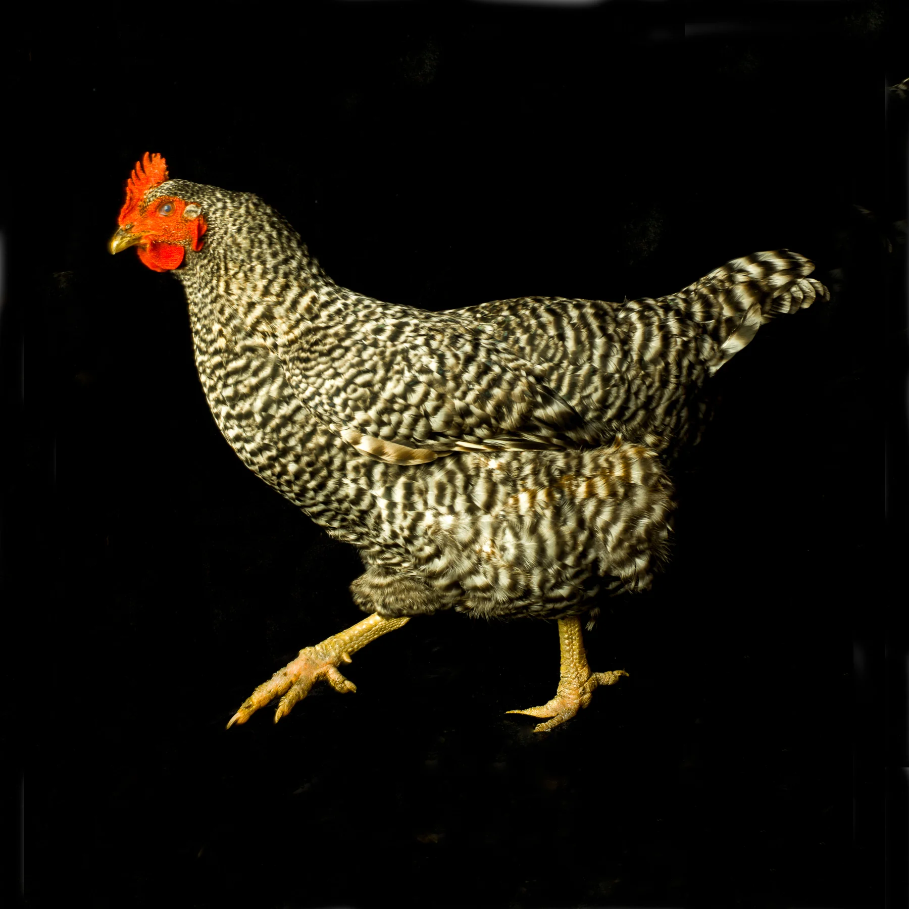 Rooster Art