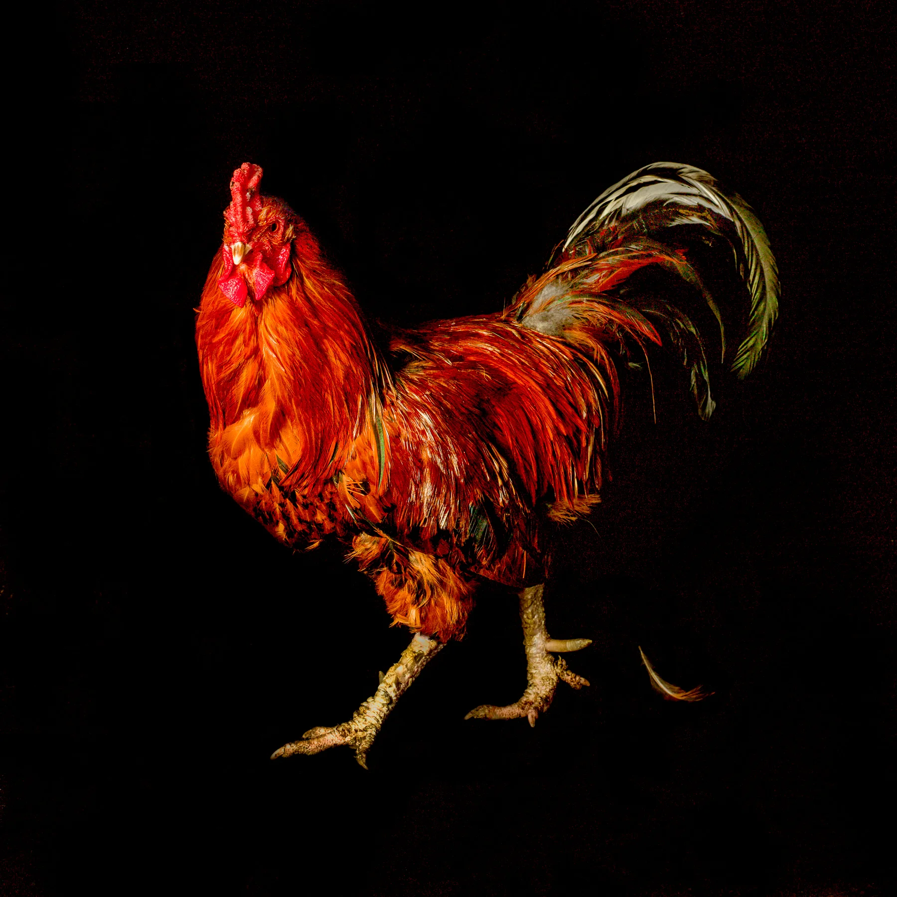 Rooster Art