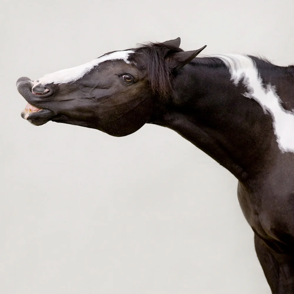 Horse Art