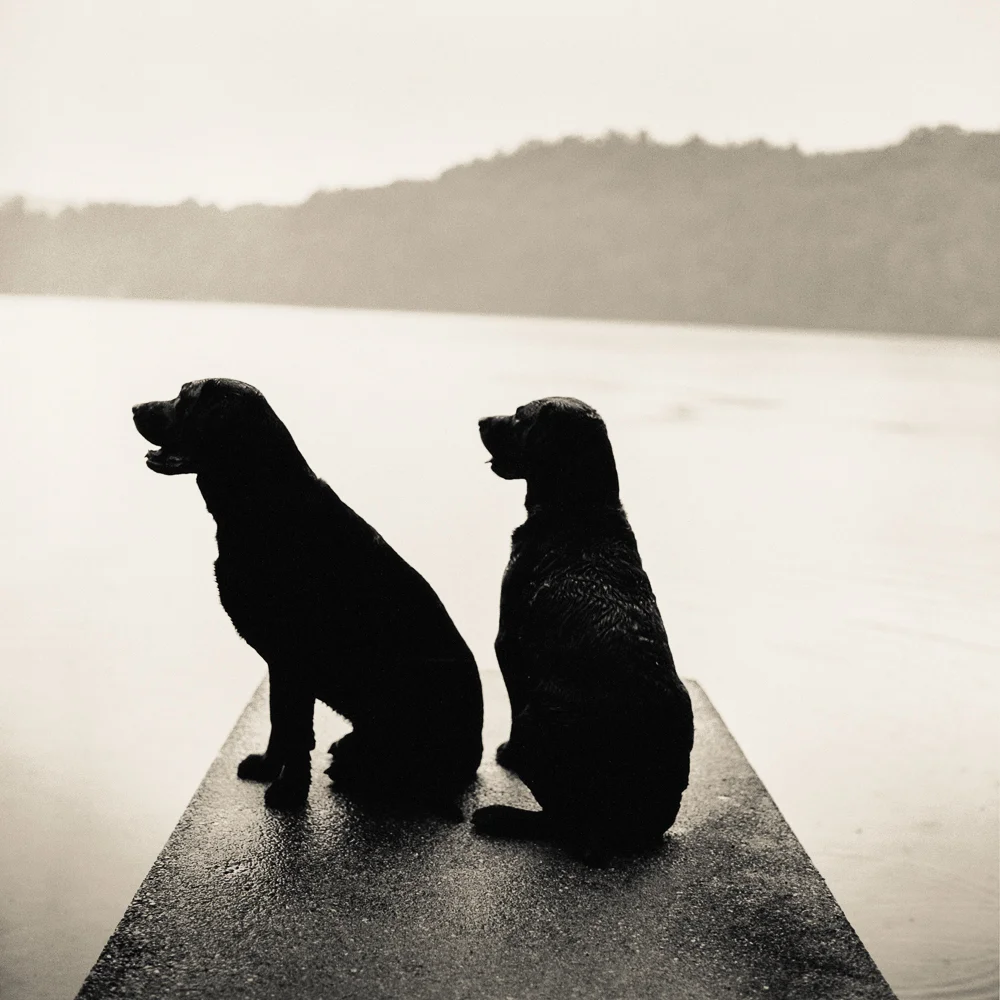 labs_on_dock_1.jpg
