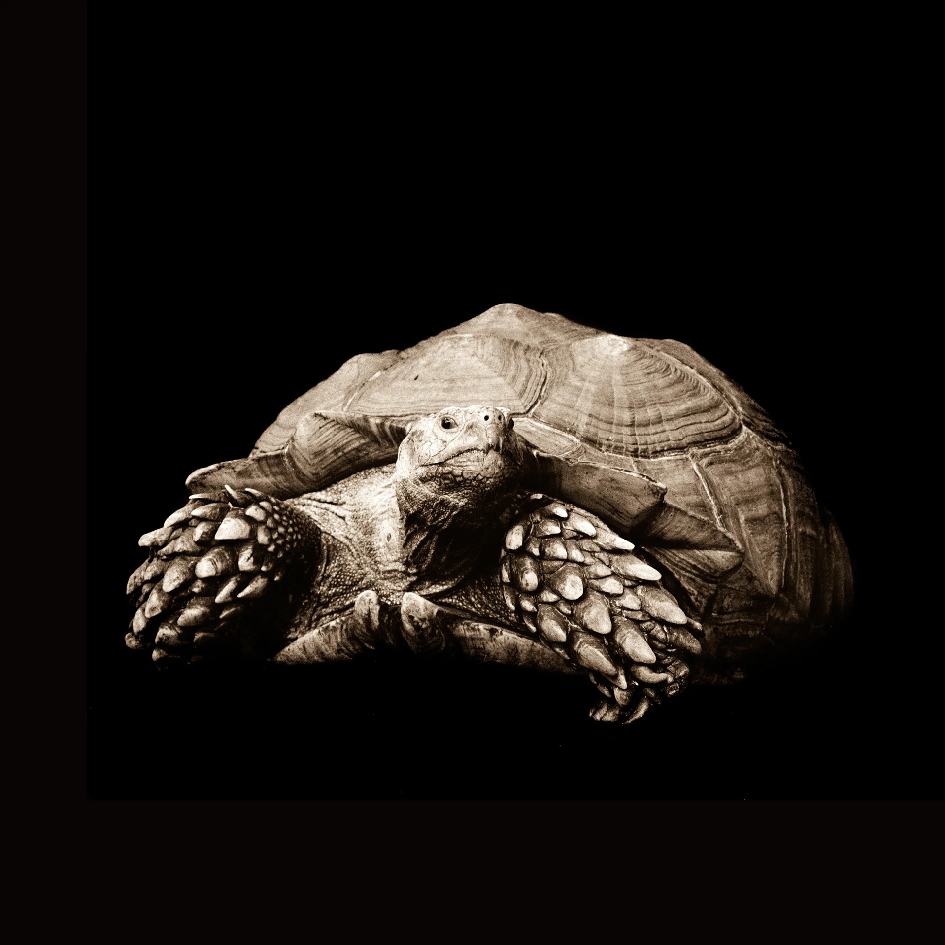 Turtle