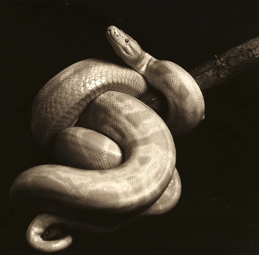 Snake Art