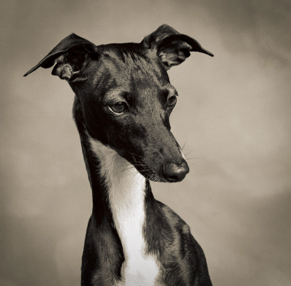 b&w-greyhound-copy.jpg