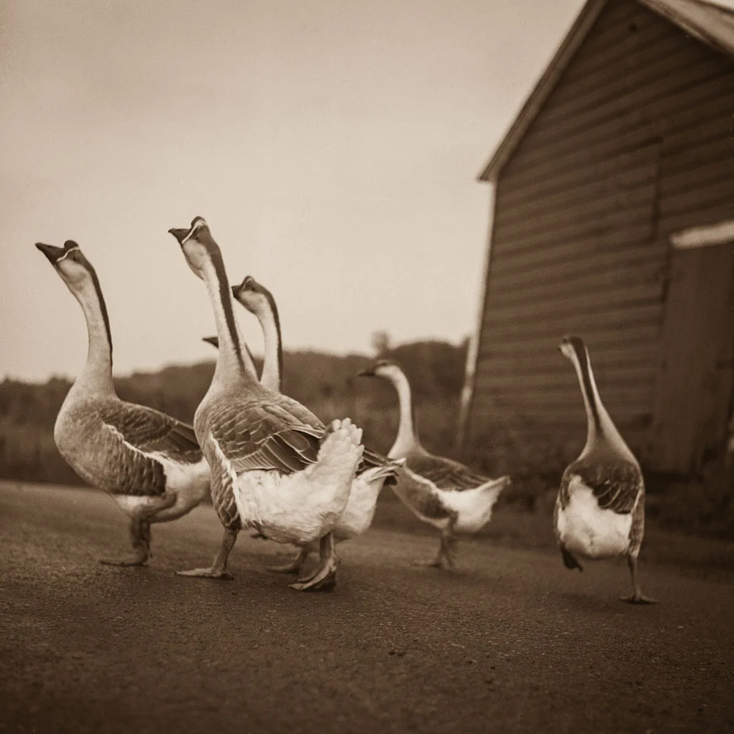 geese002-spotted-web.jpg