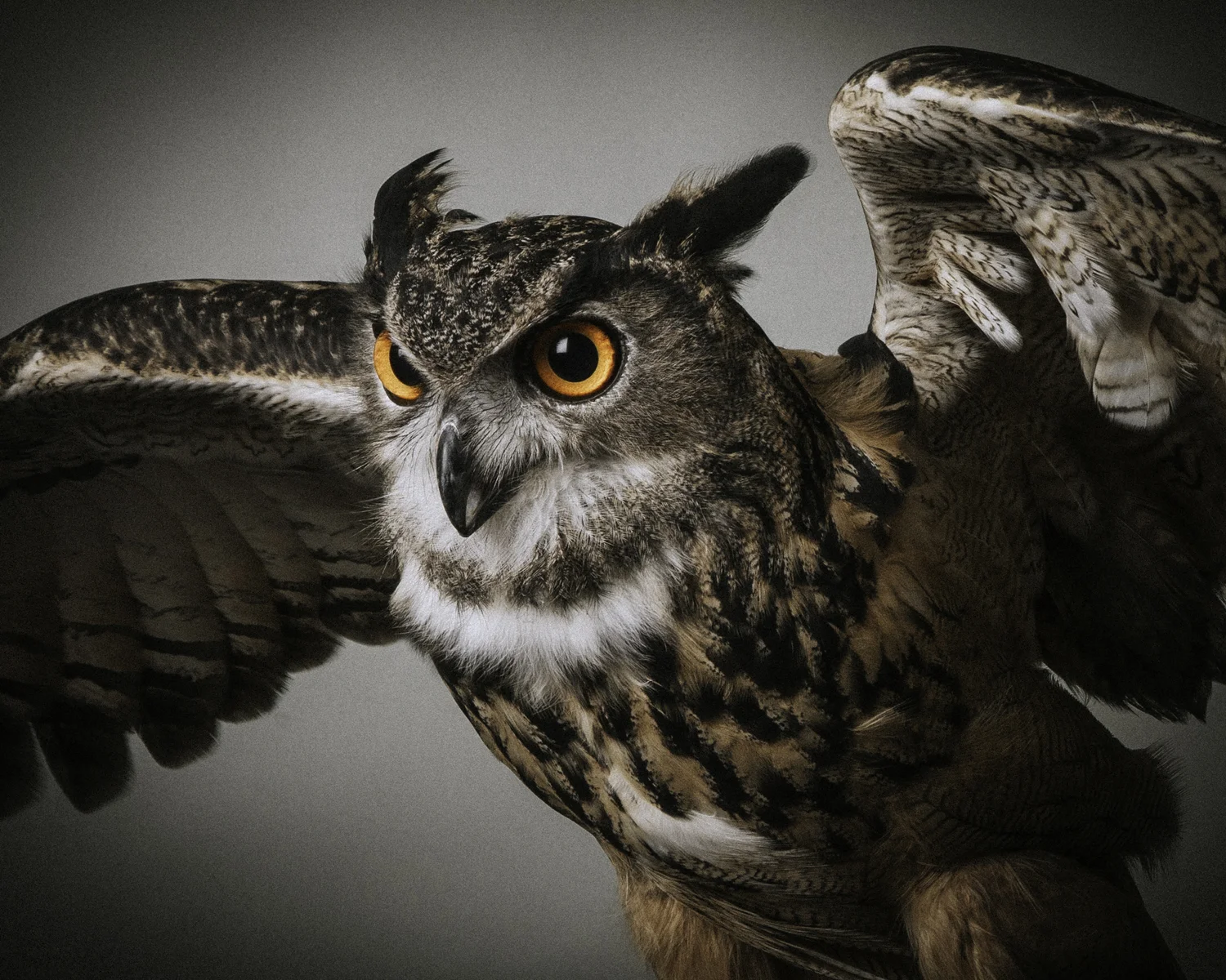 Great Horned Owl in Flight