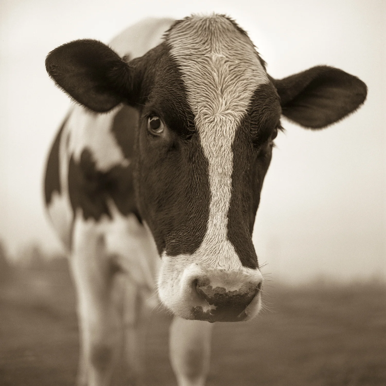 cow-2-Edit-Edit.jpg