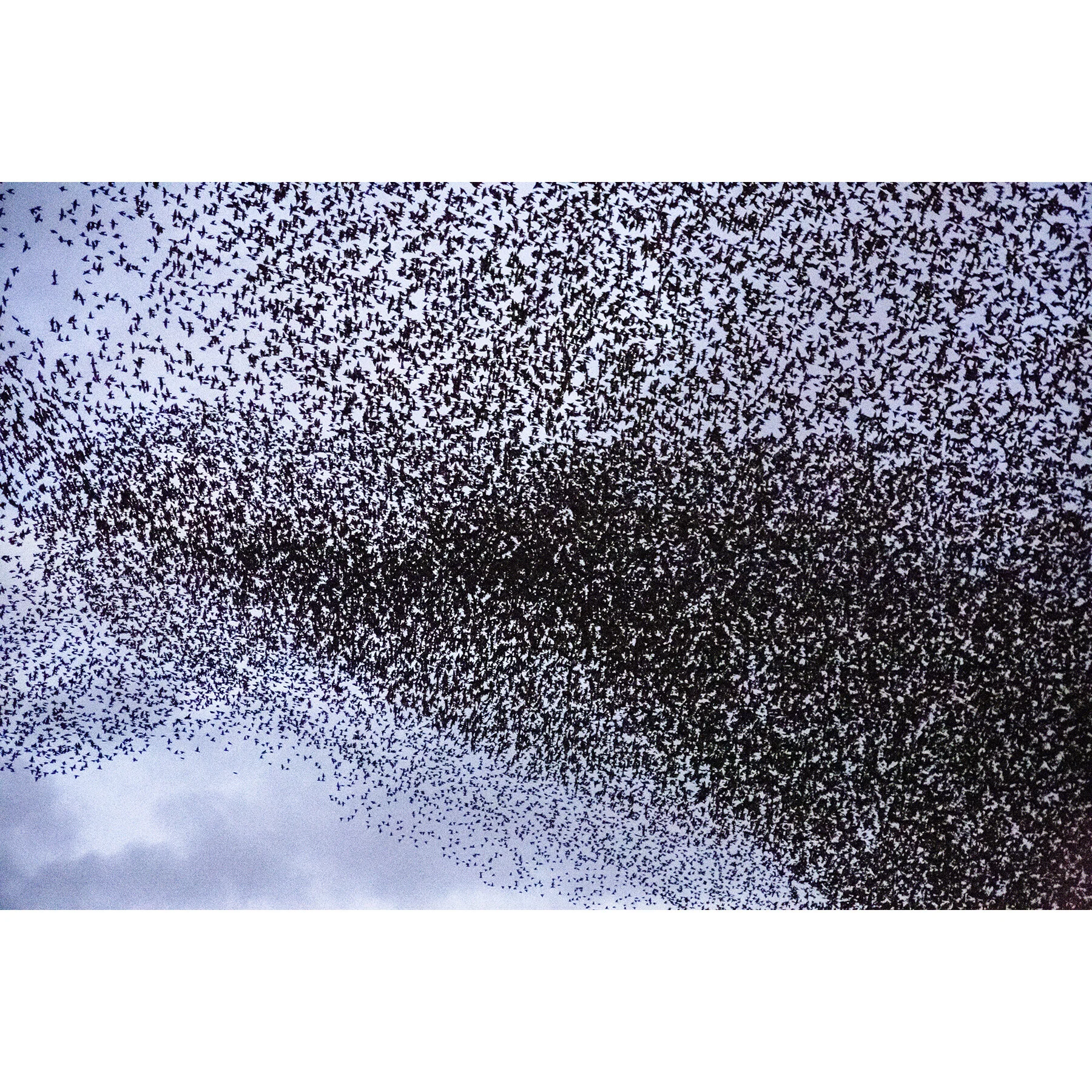 Roman Murmuration #1