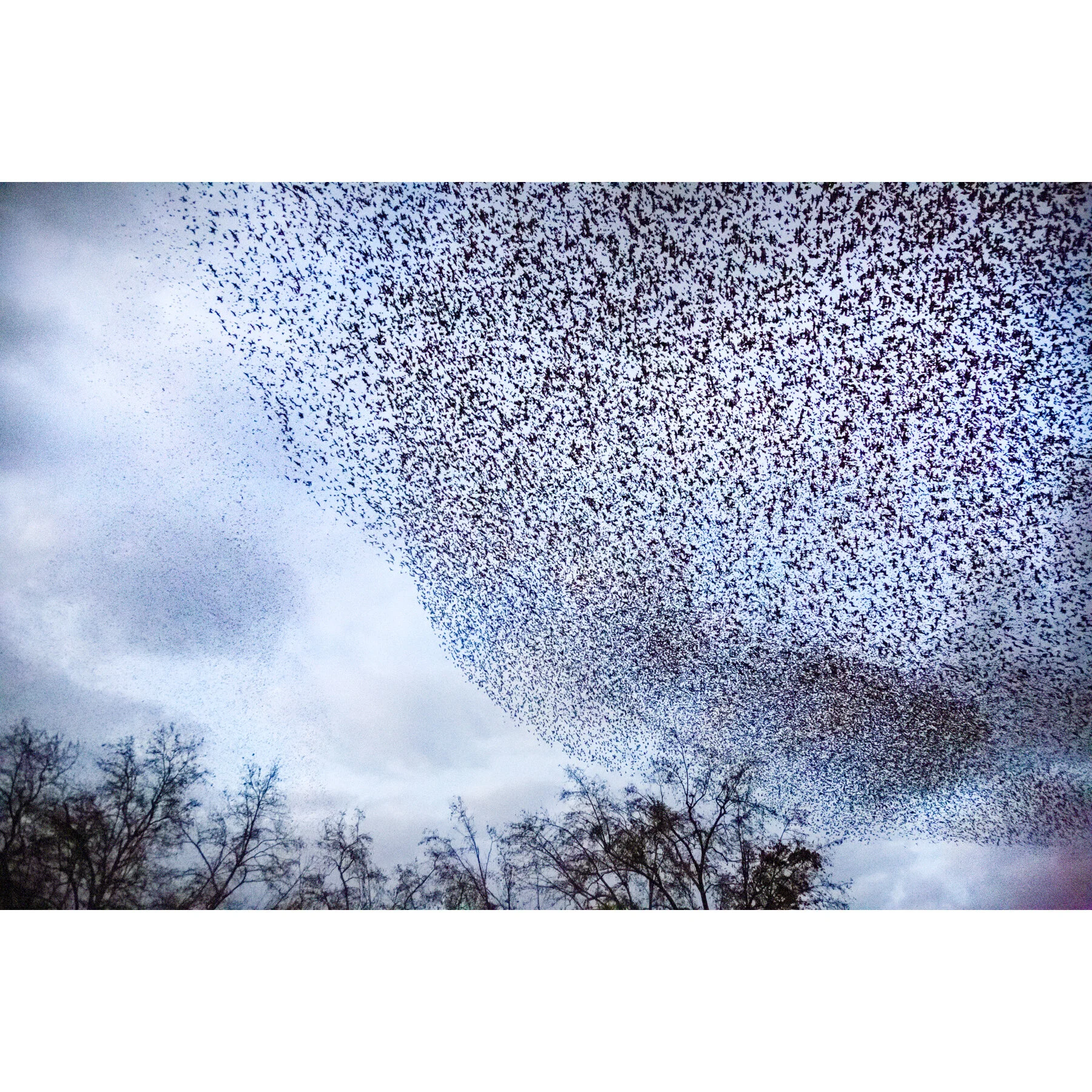 Roman Murmuration #2