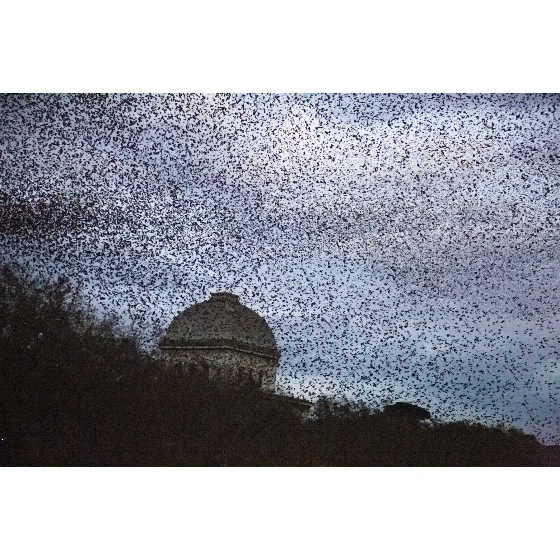 Roman Murmuration #3