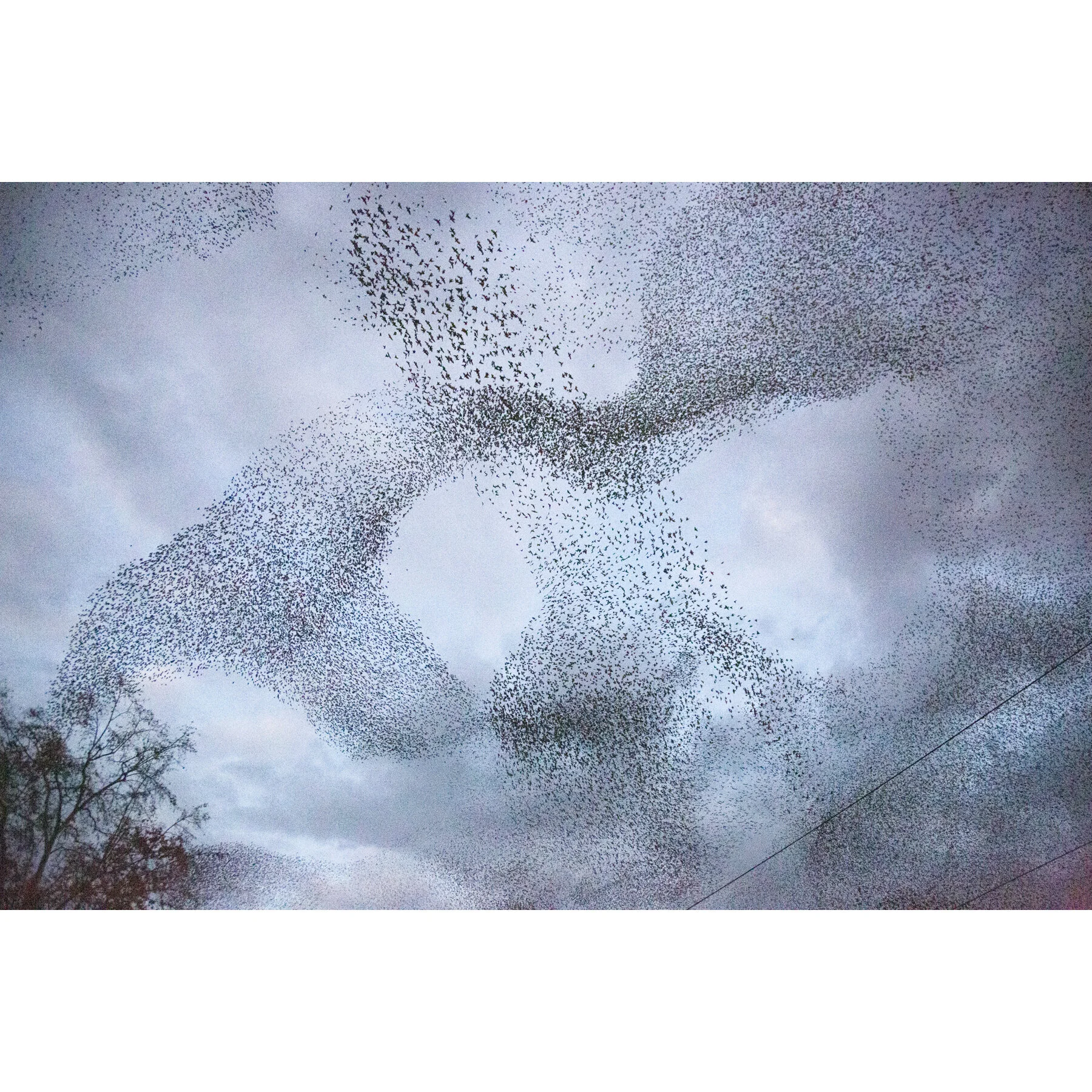 Roman Murmuration #4