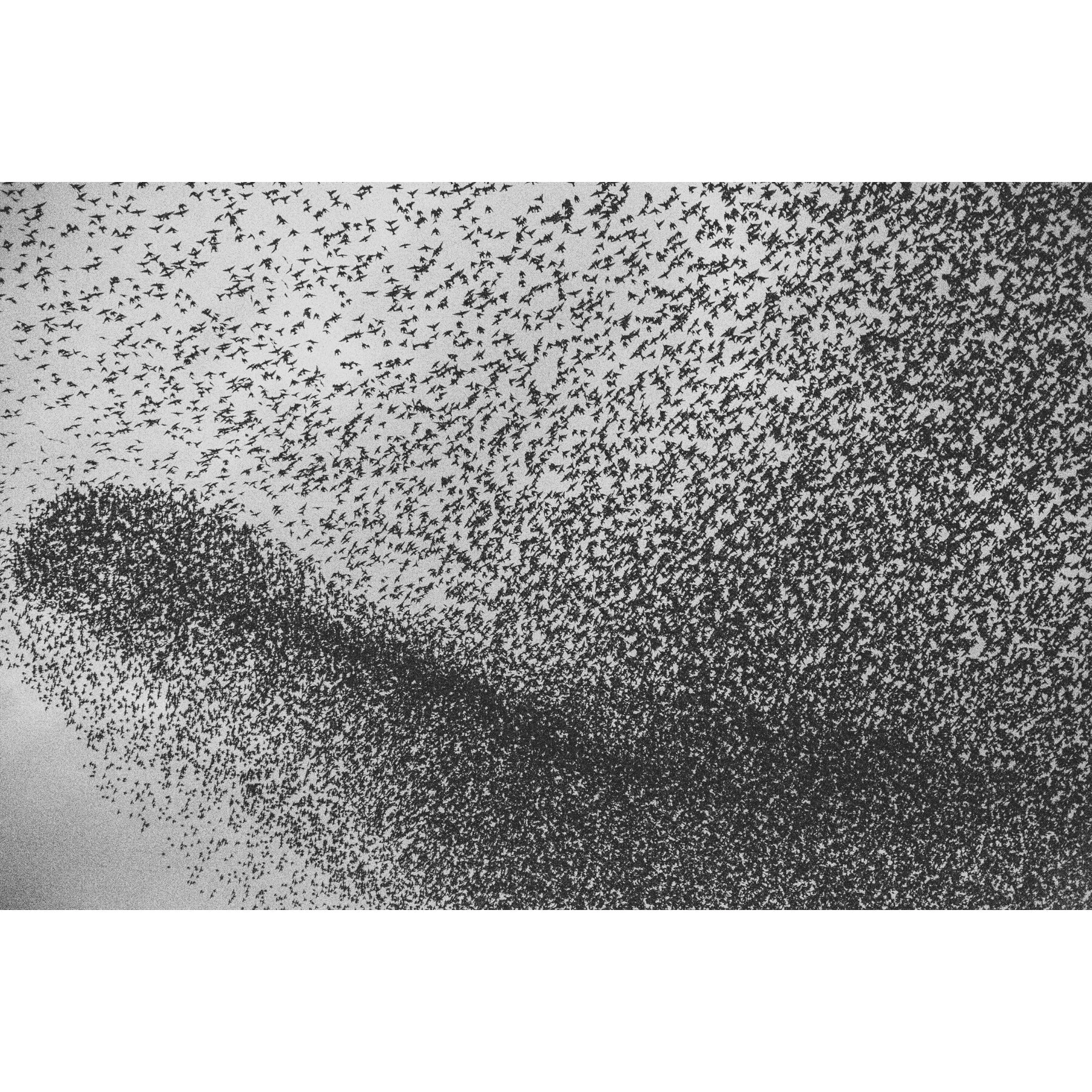 Roman Murmuration #5