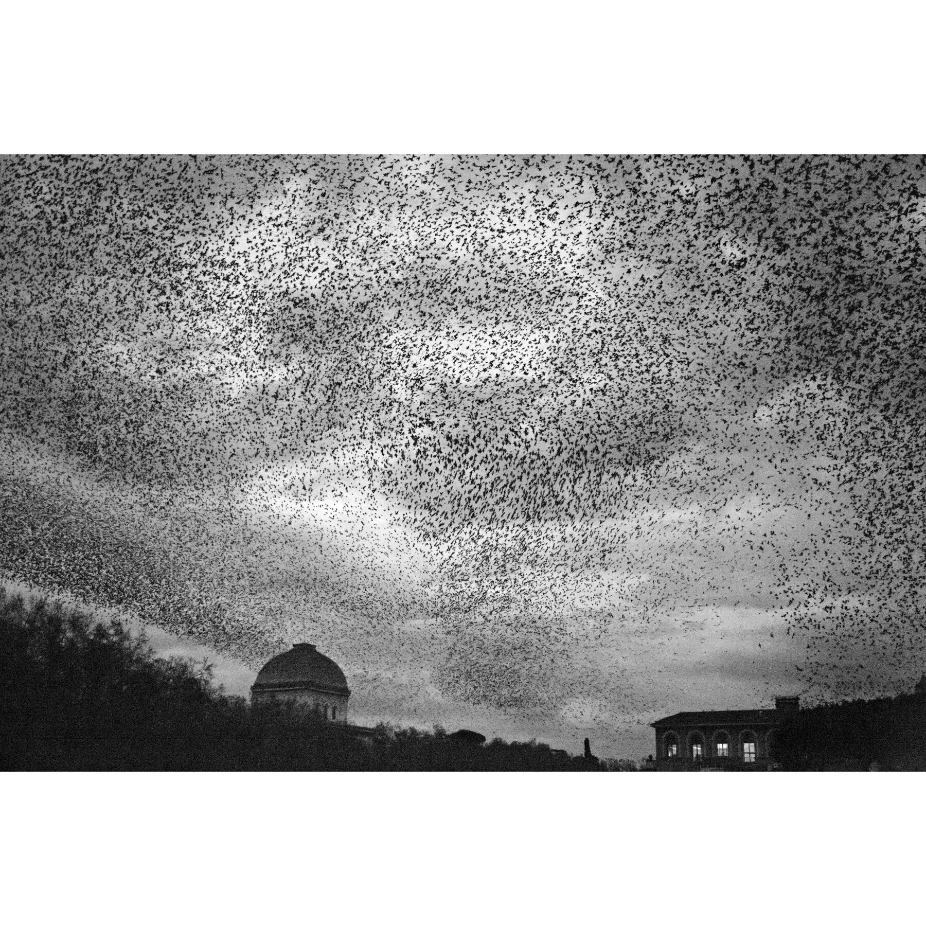 Roman Murmuration #6