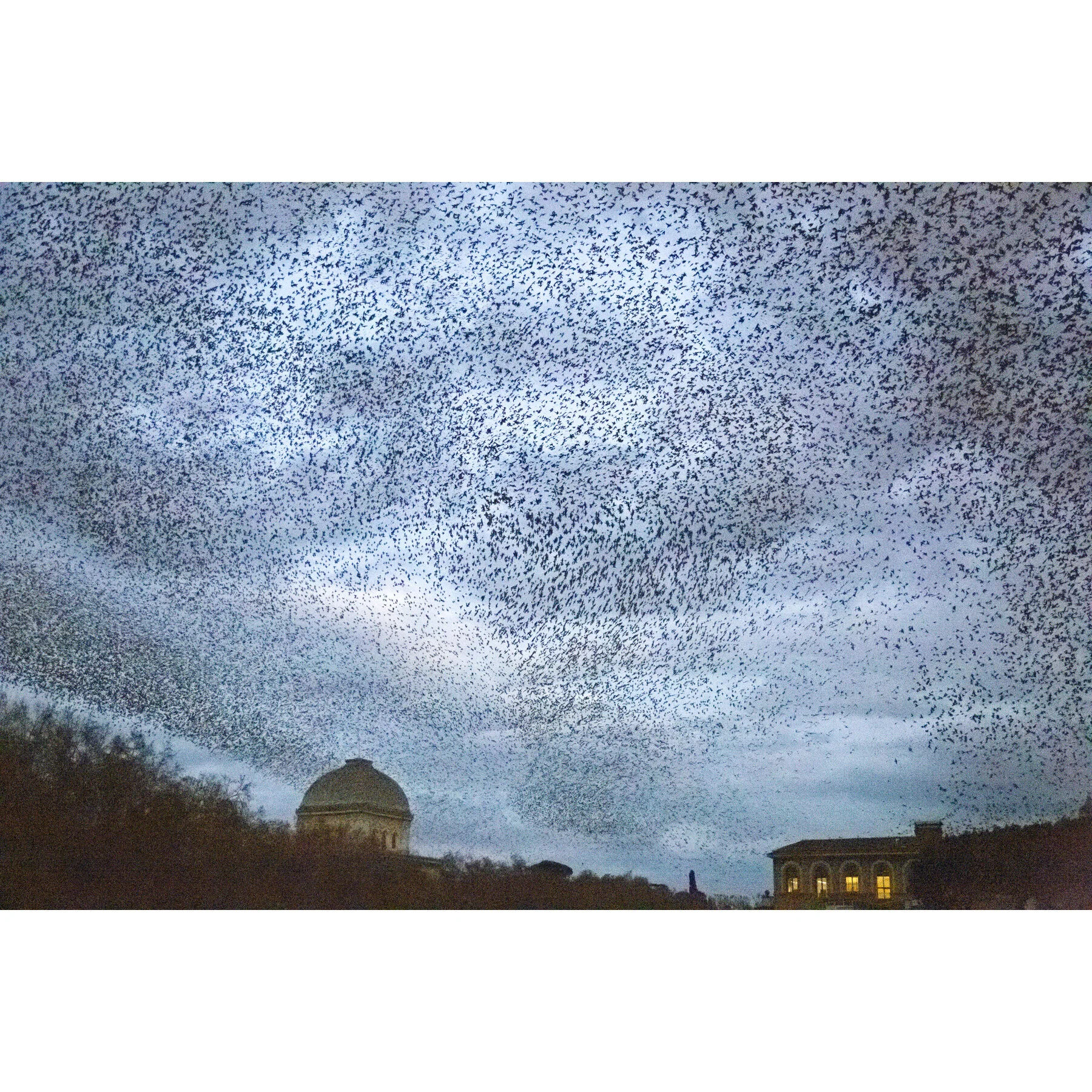 Roman Murmuration #7