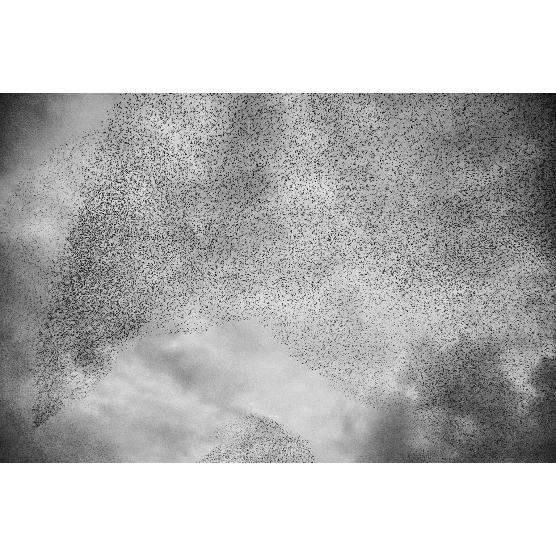 Roman Murmuration 