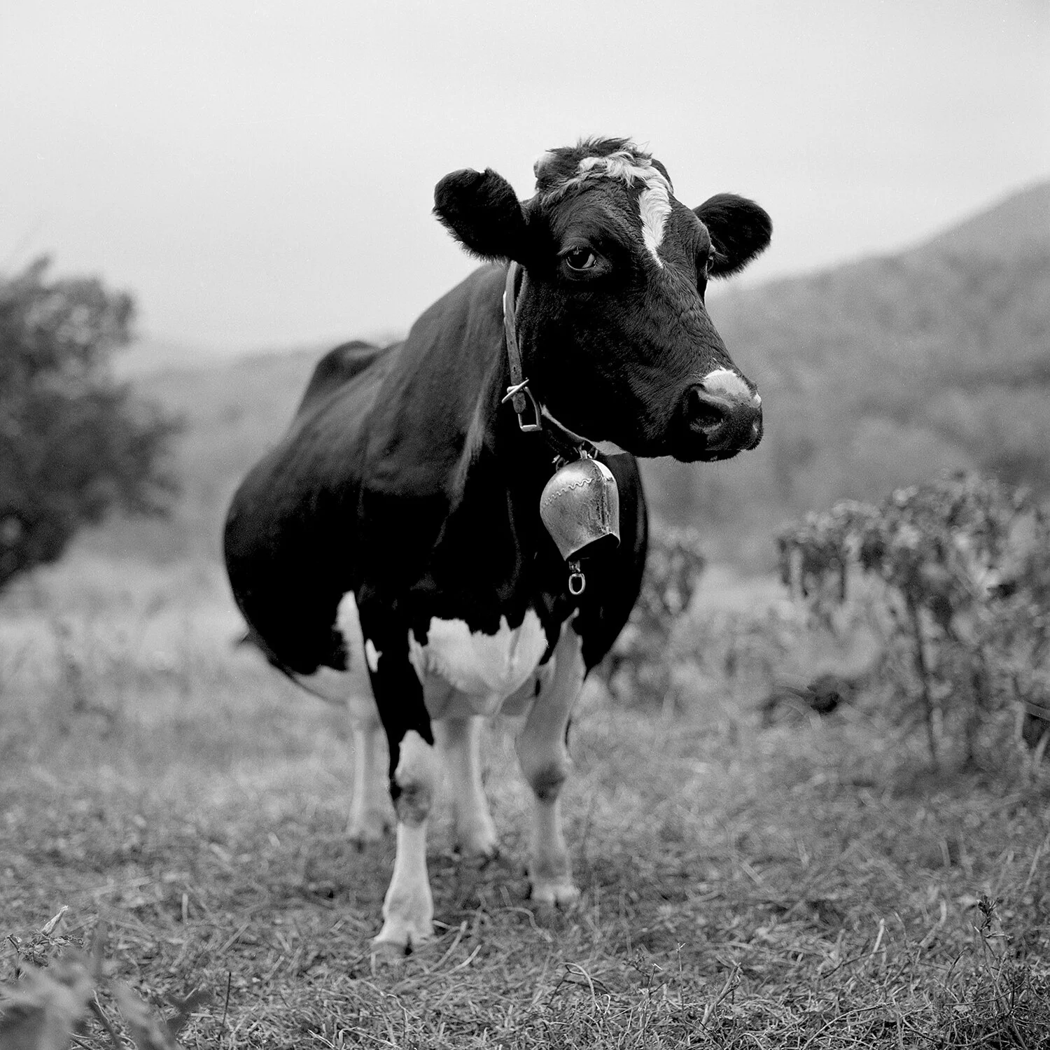 Oak Hill Cow - II