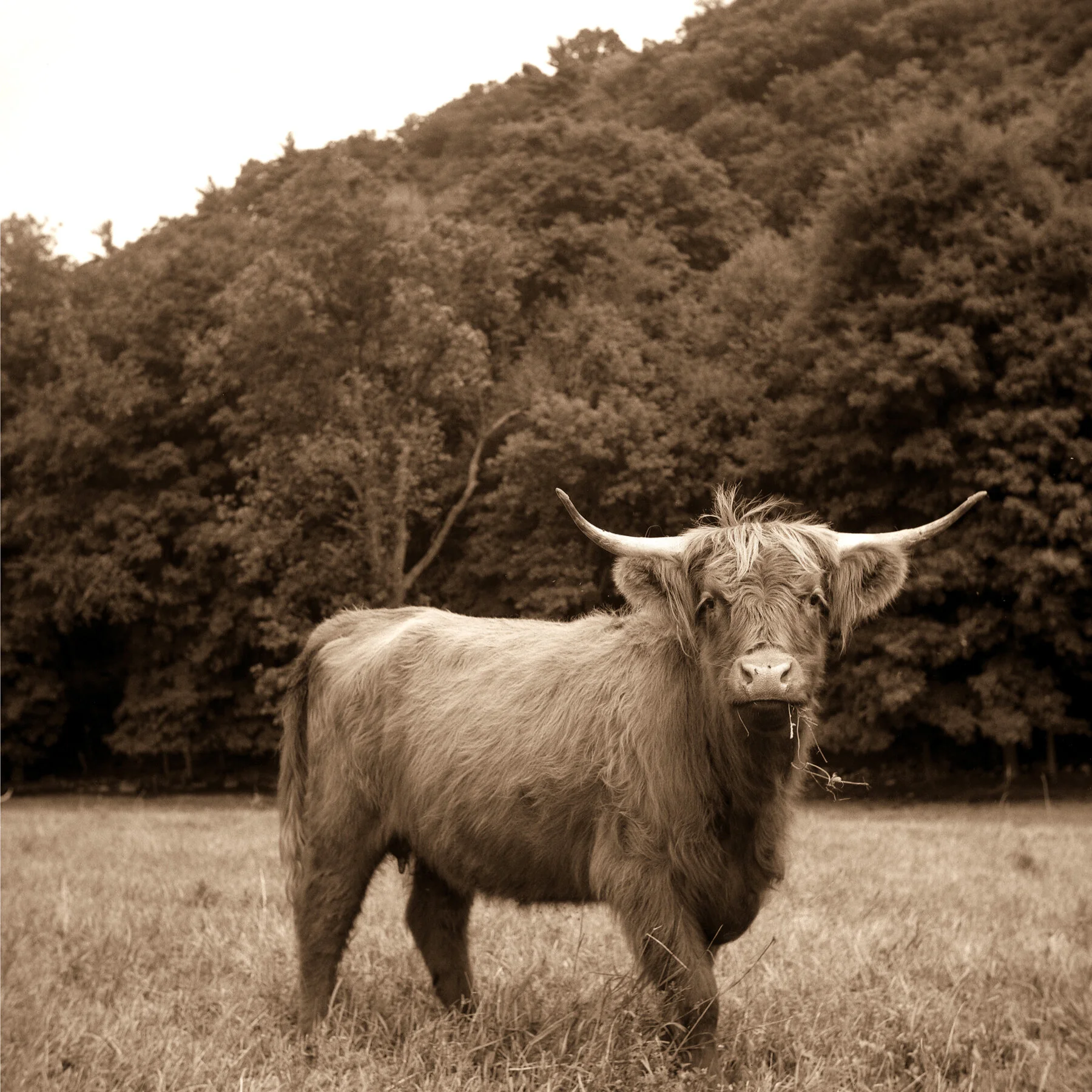 Highlander Cow