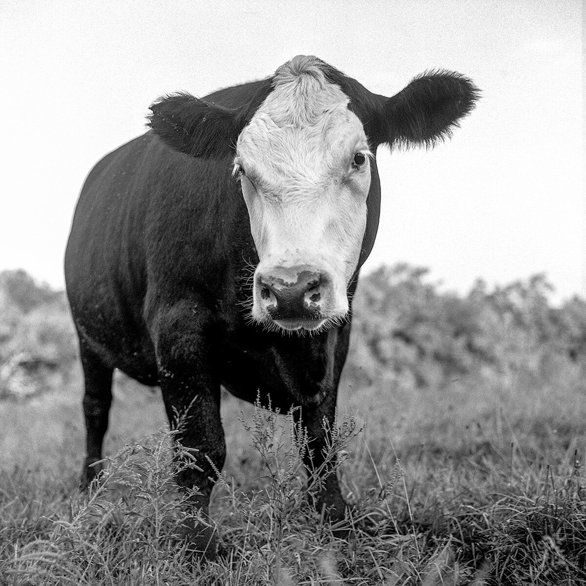 Mckeon Cow