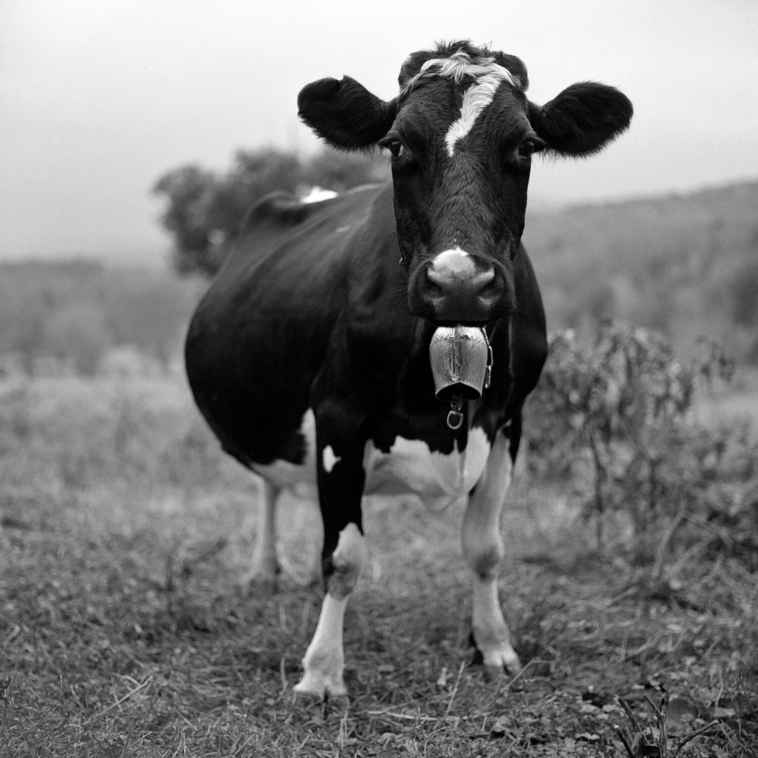 Oak Hill Cow - 1 BW