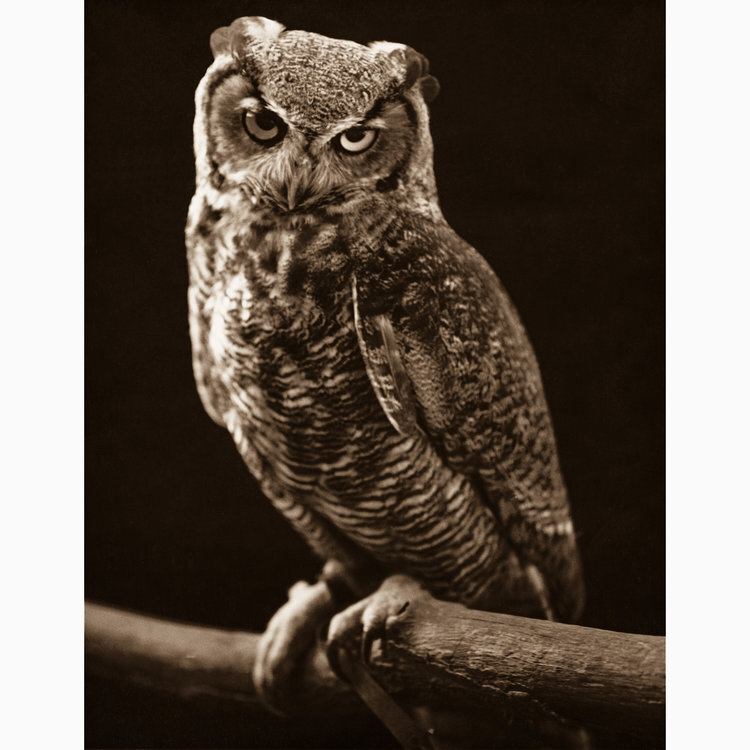 Great Horned Owl - II