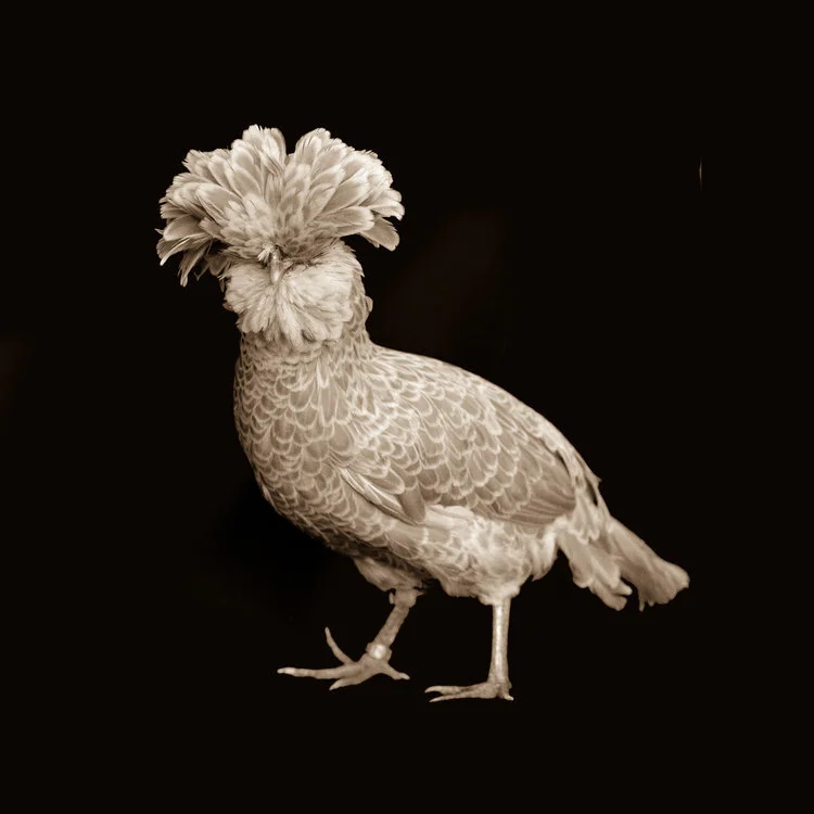Fancy Chicken - I