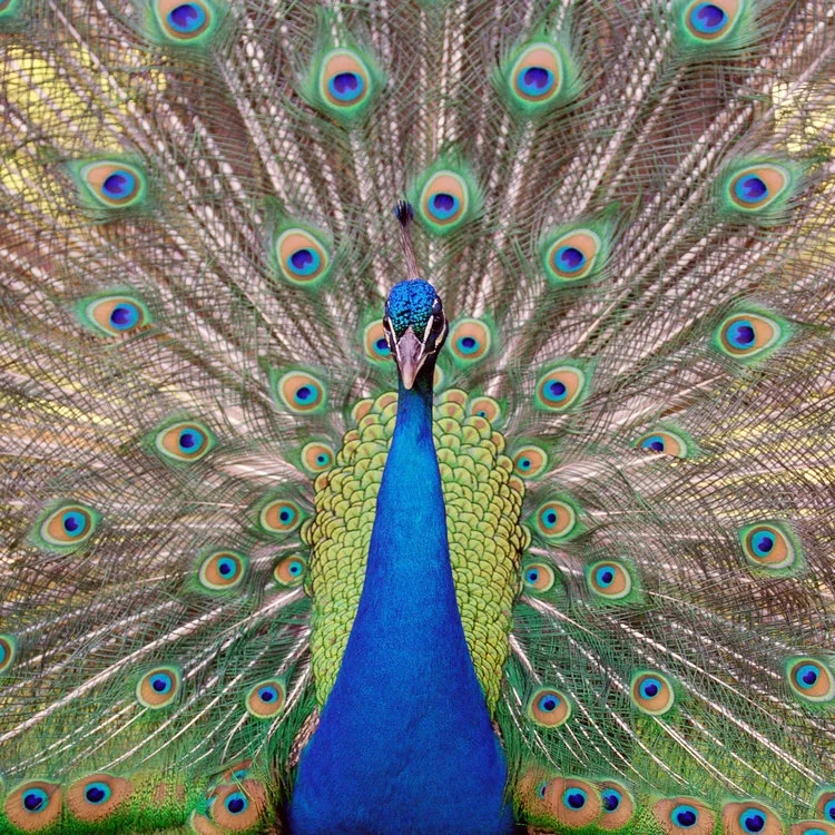 Peacock