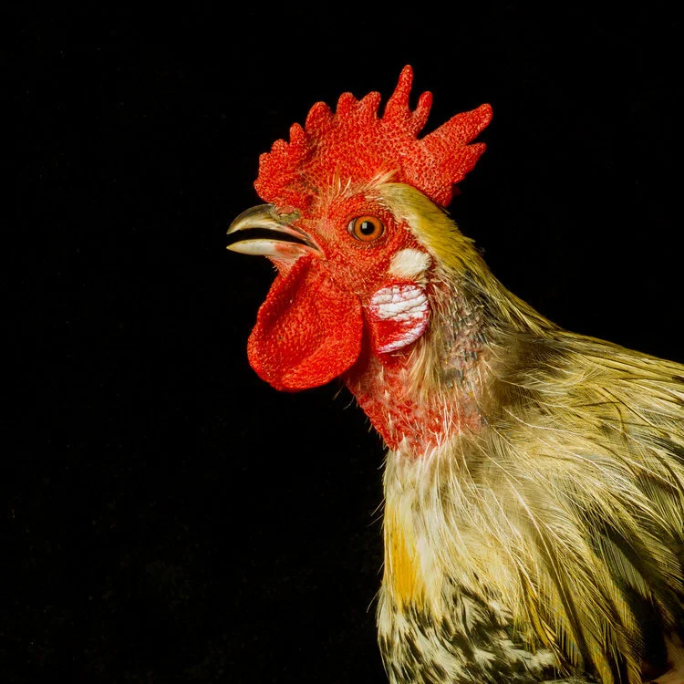 Rooster Headshot