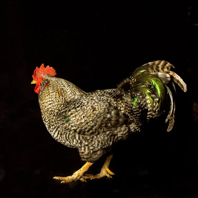 Black &amp; White Rooster