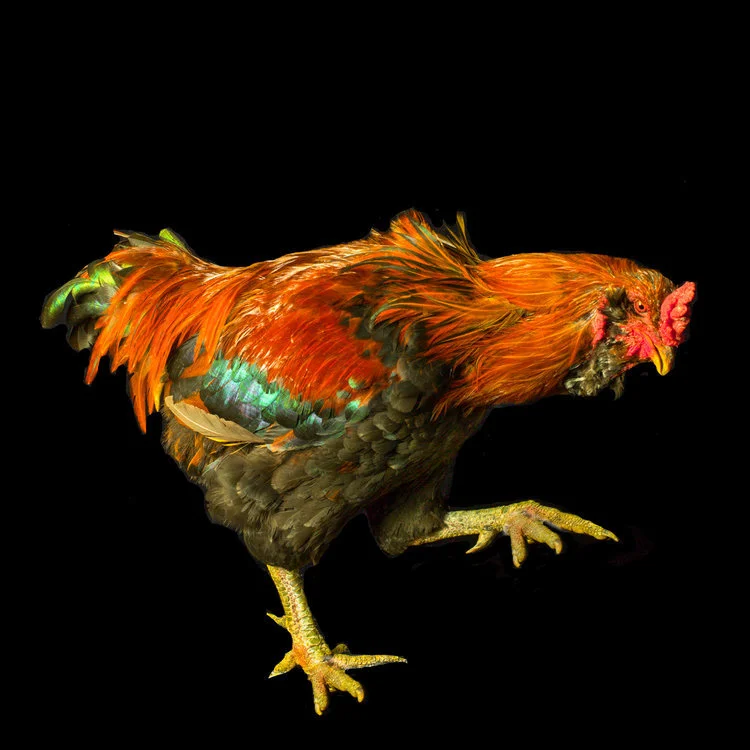 Rooster II