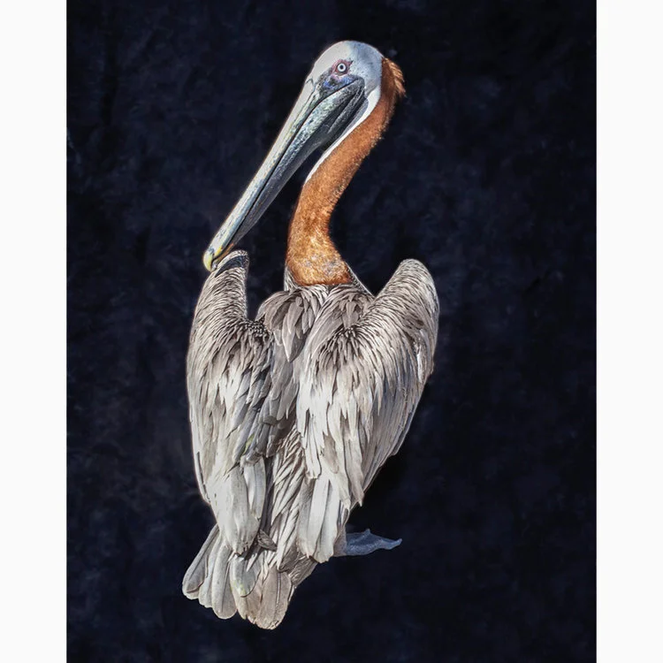 Pelican
