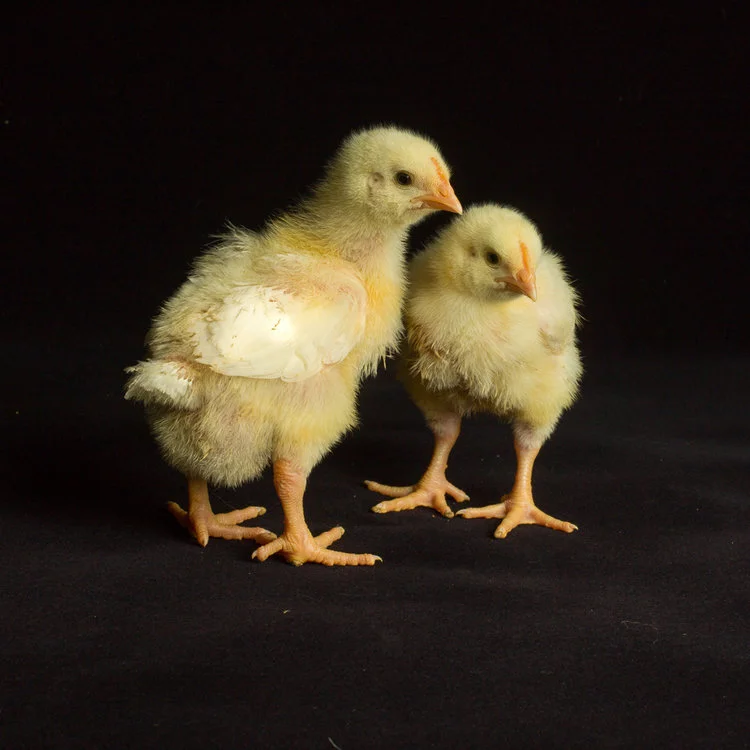 Chicks