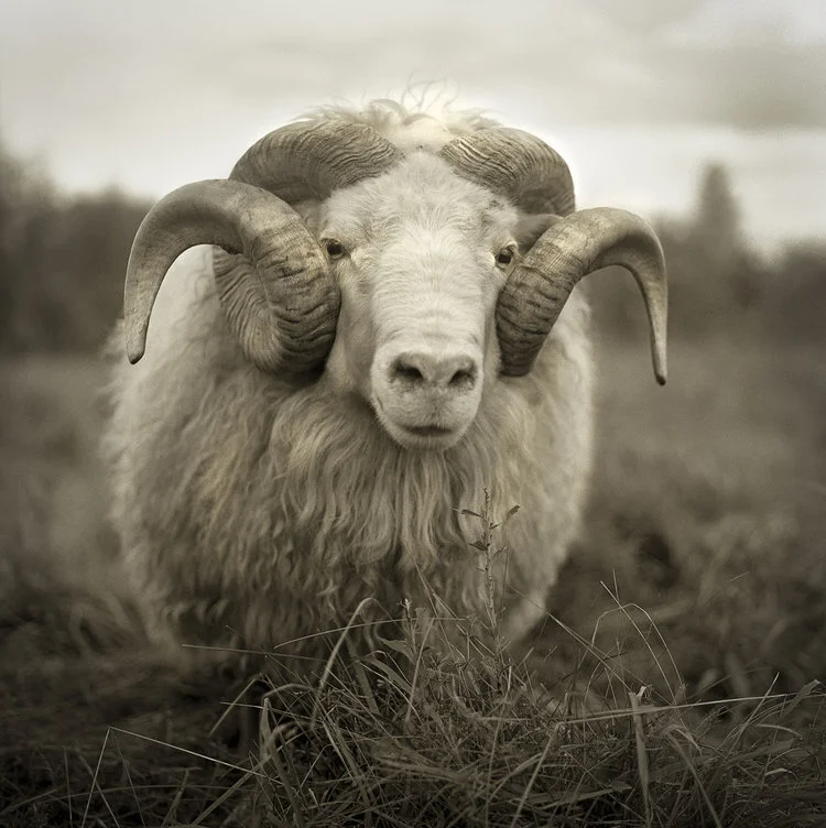 Icelandic Ram 2