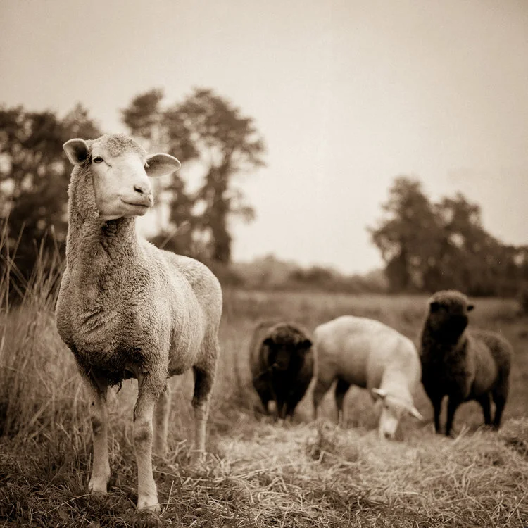 Loner Sheep with Flock 