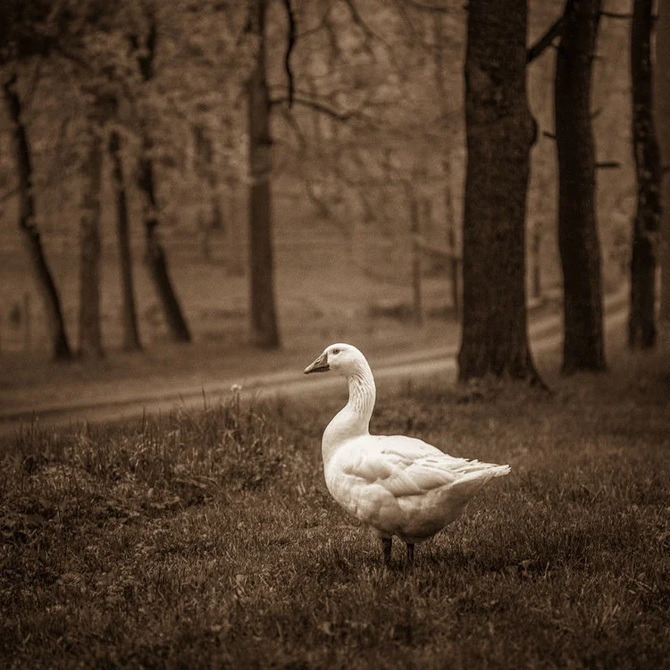 White Duck