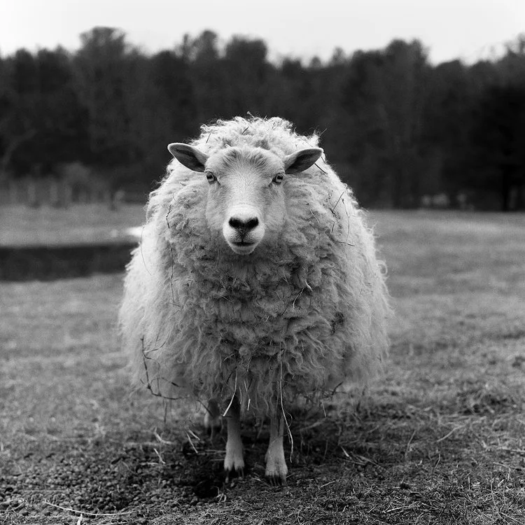 Larissa's Sheep B&amp;W