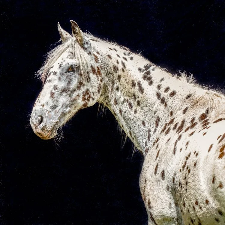 Appaloosa