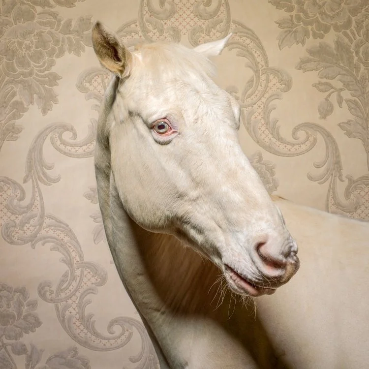 Horse with Wallpaper