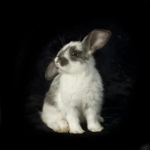 VAL SHAFF Baby Bunny, Archival Pigment Print or Canvas Print